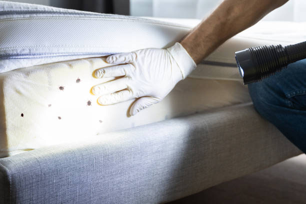 Best Termite Control Services  in Savannah, TX