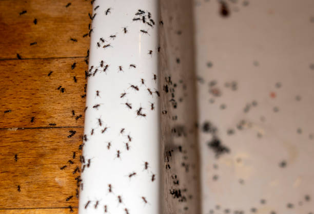 Best Local Pest Control Services  in Savannah, TX