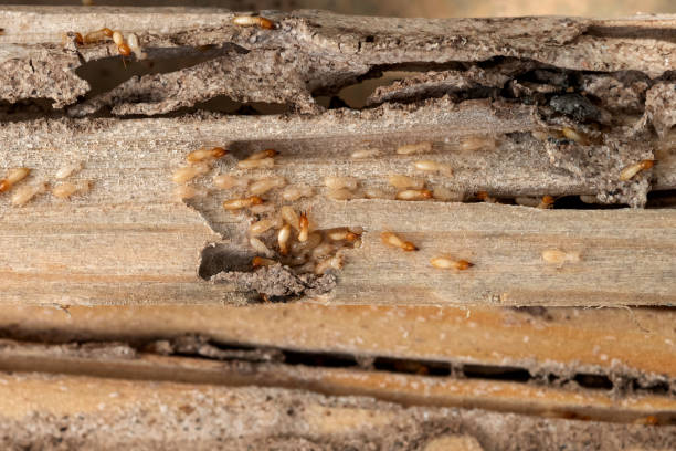 Best Spider Control Near Me  in Savannah, TX