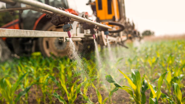 Best Mosquito Control Services  in Savannah, TX
